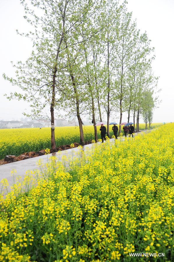 Tourists walk on a road through a profusion of reap flowers in Hanzhong City, northwest China's Shaanxi Province, March 25, 2013. 