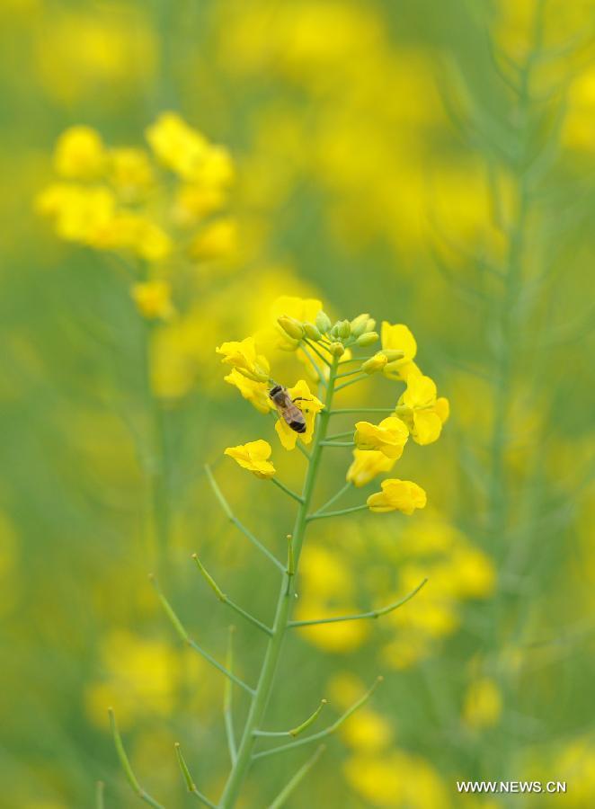 A bee gathers honey on the reap flowers in Hanzhong City, northwest China's Shaanxi Province, March 25, 2013.