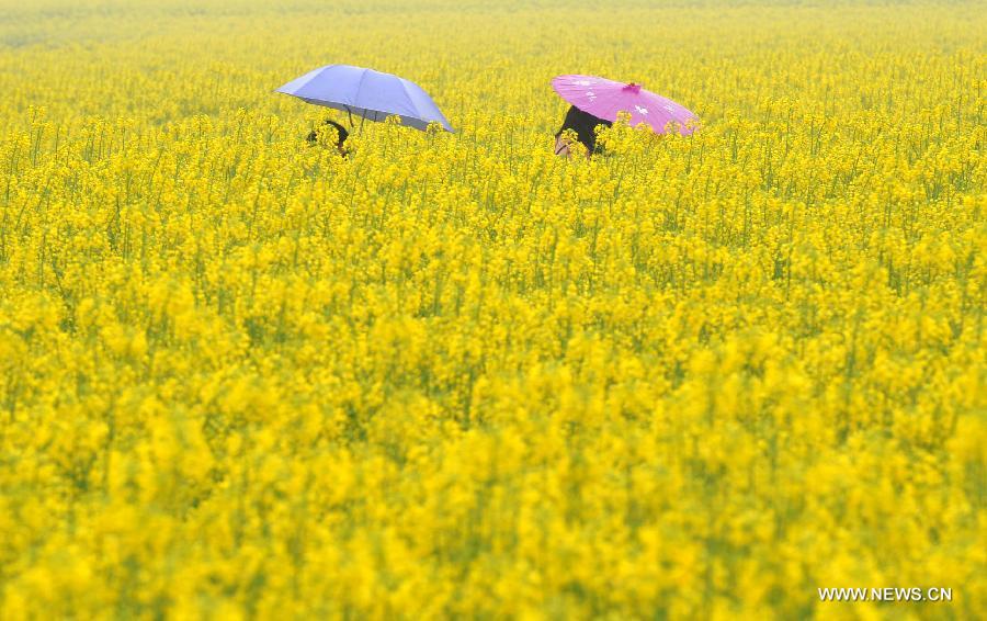 Tourists walk in a profusion of reap flowers in Hanzhong City, northwest China's Shaanxi Province, March 25, 2013.