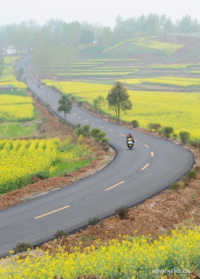 A motorcycle moves on a road through a profusion of reap flowers in Hanzhong City, northwest China's Shaanxi Province, March 25, 2013.