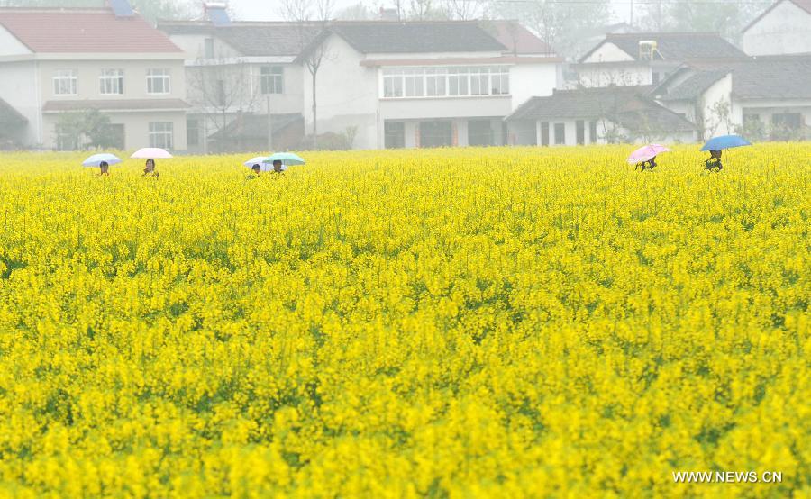 Tourists walk in a profusion of reap flowers in Hanzhong City, northwest China's Shaanxi Province, March 25, 2013. 