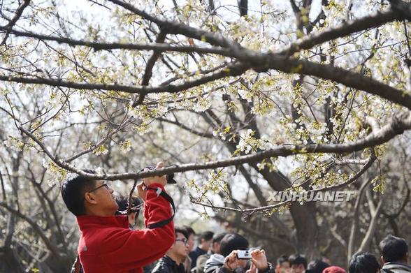 Cherry blossoms attract visitors in Shandong