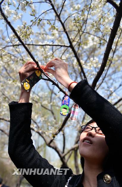 Cherry blossoms attract visitors in Shandong