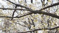 Cherry blossoms attract visitors in Shandong