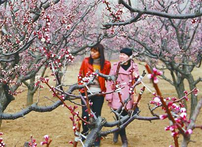 Apricot blossoms in Shandong
