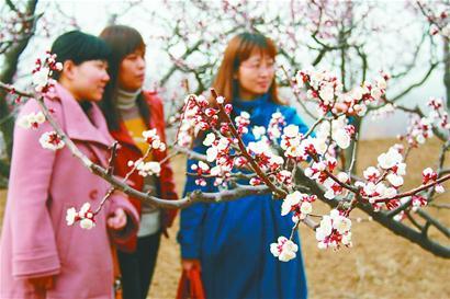 Apricot blossoms in Shandong