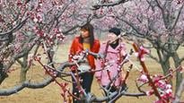 Apricot blossoms in Shandong