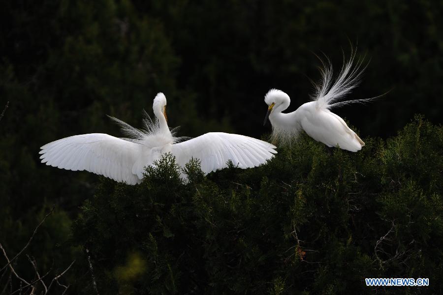 White egrets are seen at the wetland of Hongze Lake in Sihong County, east China's Jiangsu Province, March 24, 2013. 