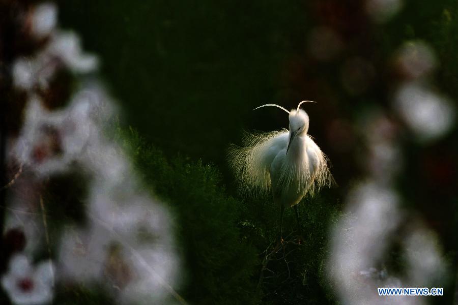 A white egret is seen at the wetland of Hongze Lake in Sihong County, east China's Jiangsu Province, March 23, 2013. 