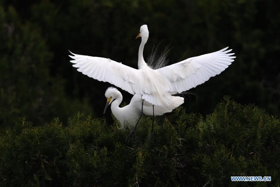 White egrets are seen at the wetland of Hongze Lake in Sihong County, east China's Jiangsu Province, March 24, 2013. 