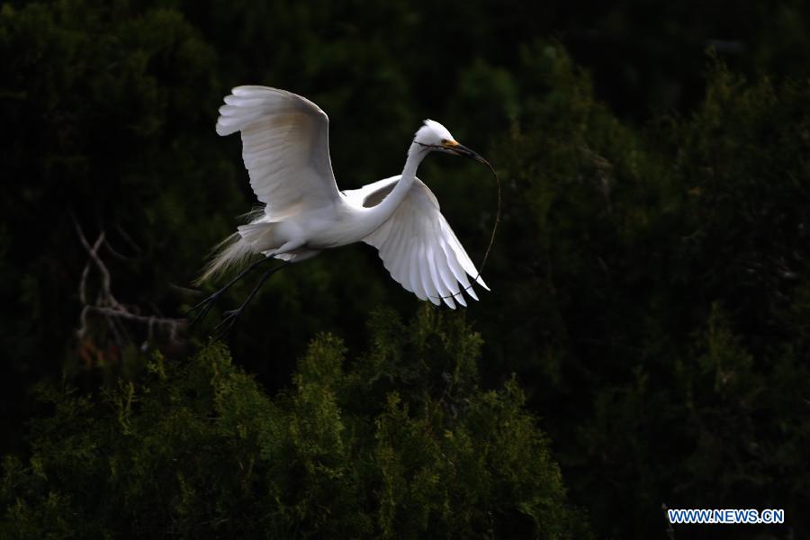 A white egret is seen at the wetland of Hongze Lake in Sihong County, east China's Jiangsu Province, March 24, 2013. 