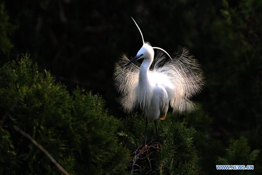 A white egret is seen at the wetland of Hongze Lake in Sihong County, east China's Jiangsu Province, March 24, 2013. 