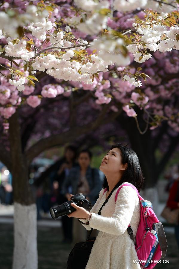 A woman looks at sakura blossoms at the campus of Xi'an Jiaotong University in Xi'an, capital of northwest China's Shaanxi Province, March 27, 2013.