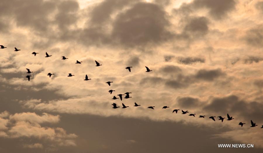 #CHINA-JIANGXI-DUCHANG-MIGRATORY BIRDS (CN)