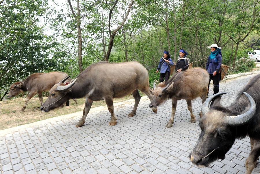 CHINA-YUNNAN-RURAL SCENERY (CN)