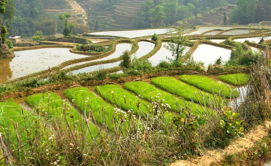 CHINA-YUNNAN-RURAL SCENERY (CN)