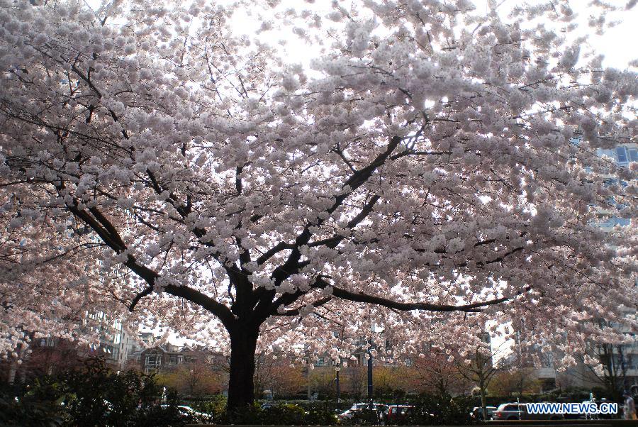 Cherry trees blossom in downtown Vancouver, Canada, March 29, 2013. Vancouver is home to thousands of cherry trees that blossom mostly in April. (Xinhua/Sergei Bachlakov) 