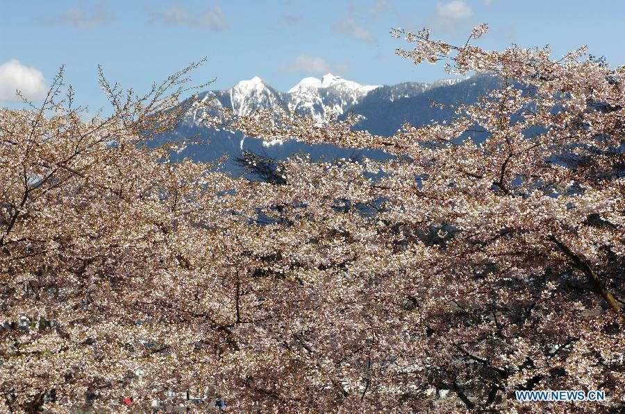 Cherry trees blossom in downtown Vancouver, Canada, March 29, 2013. Vancouver is home to thousands of cherry trees that blossom mostly in April. (Xinhua/Sergei Bachlakov) 