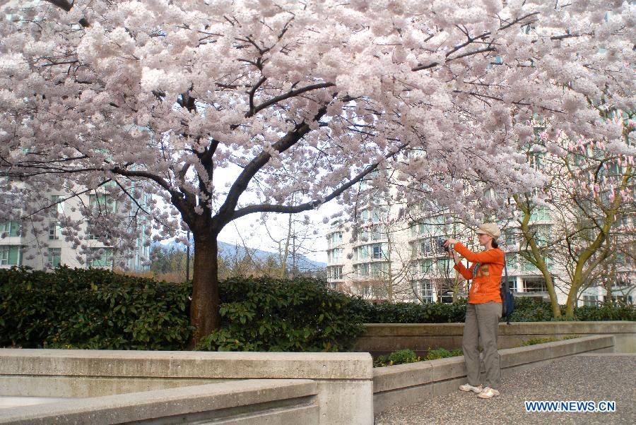 A woman takes photos of blooming Cherry blossoms in downtown Vancouver, Canada, March 29, 2013. Vancouver is home to thousands of cherry trees that blossom mostly in April. (Xinhua/Sergei Bachlakov) 