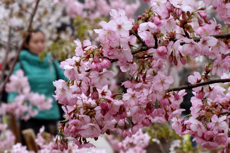 CHINA-BEIJING-SAKURA-SCENERY (CN)