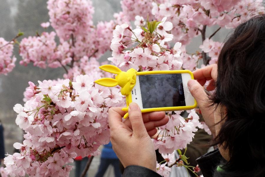 CHINA-BEIJING-SAKURA-SCENERY (CN)