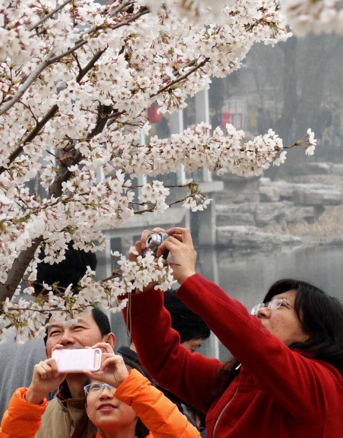 CHINA-BEIJING-SAKURA-SCENERY (CN)