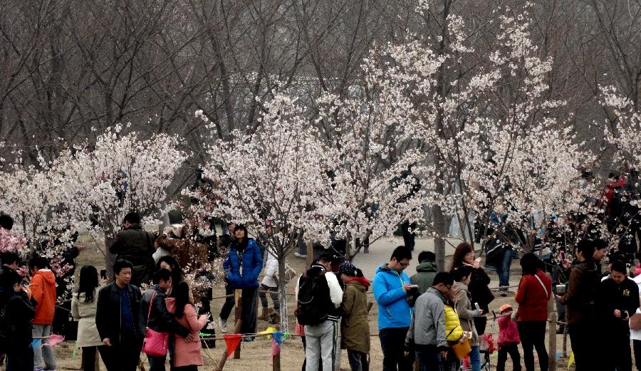 CHINA-BEIJING-SAKURA-SCENERY (CN)