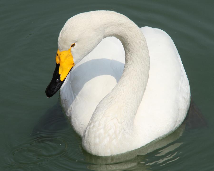 #CHINA-SHANDONG-PENGLAI-SWANS (CN)