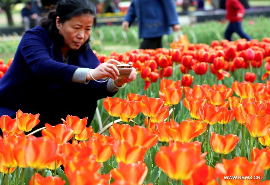 #CHINA-JIANGSU-TULIP FLOWERS (CN)