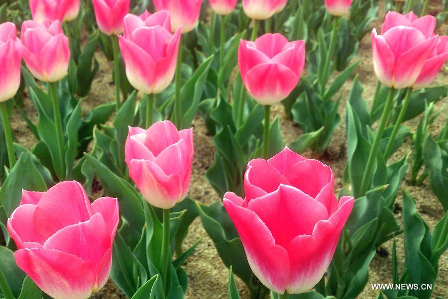 #CHINA-JIANGSU-TULIP FLOWERS (CN)