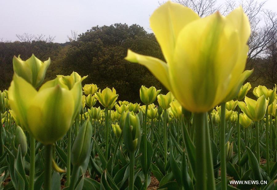 #CHINA-JIANGSU-TULIP FLOWERS (CN)