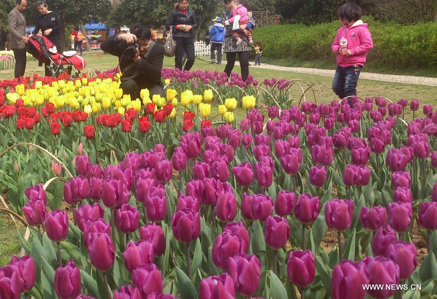 #CHINA-JIANGSU-TULIP FLOWERS (CN)