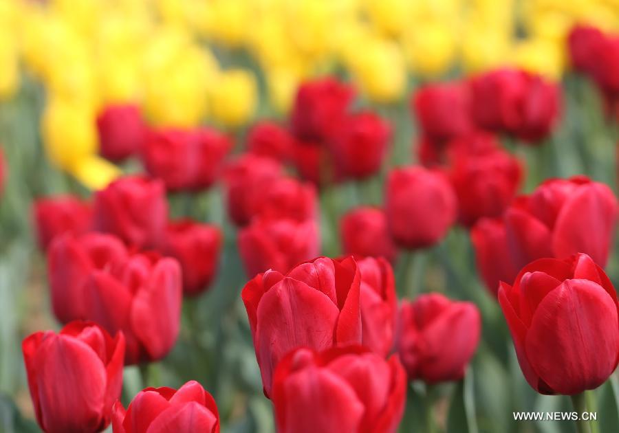 #CHINA-JIANGSU-TULIP FLOWERS (CN)