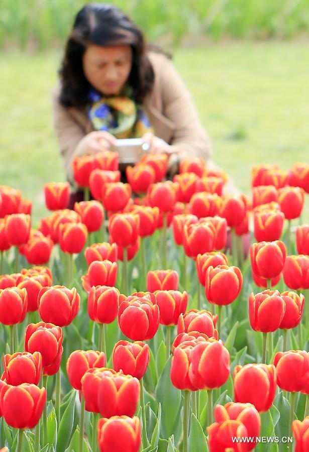 #CHINA-JIANGSU-TULIP FLOWERS (CN)