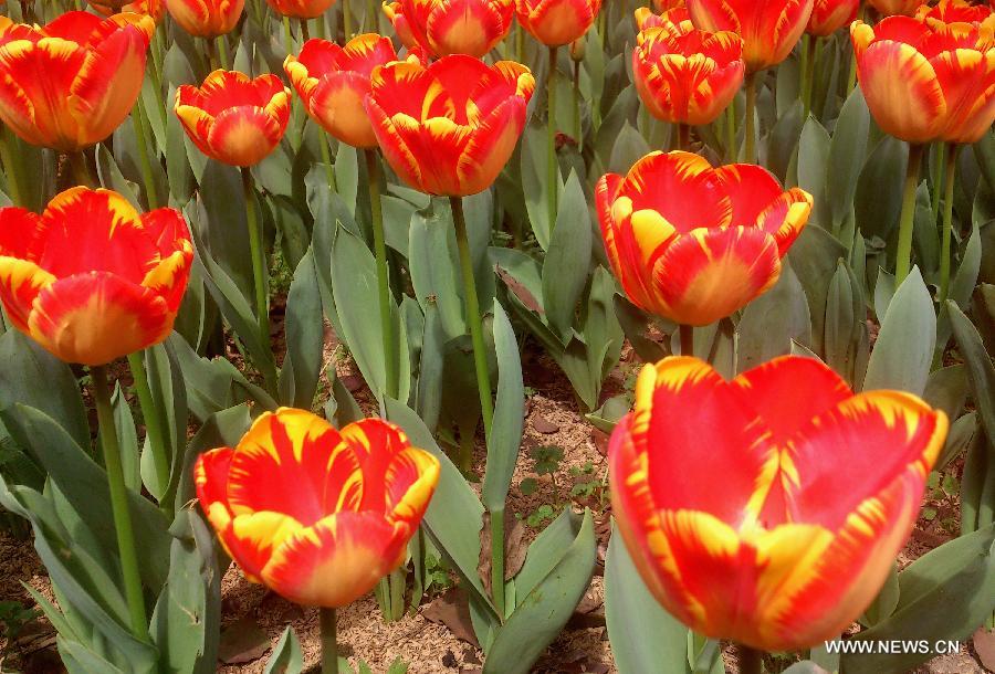 #CHINA-JIANGSU-TULIP FLOWERS (CN)