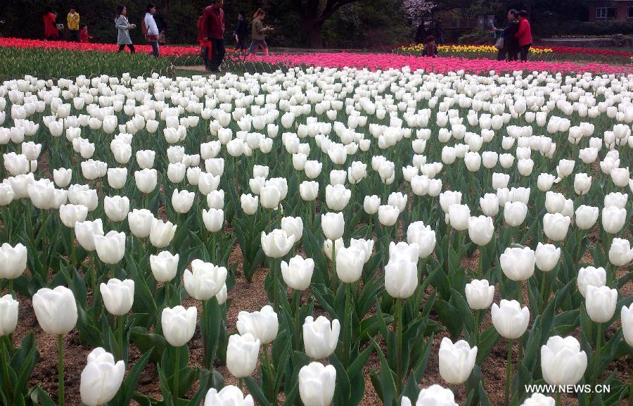 #CHINA-JIANGSU-TULIP FLOWERS (CN)