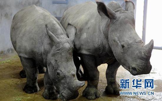 On Sunday six reached the Puer National Forest Park in southwest China’s Yunnan Province. When they’re ready and given the all clear, they’ll be released into the wild. 