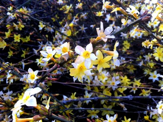 Flowers blossom in Qingdao