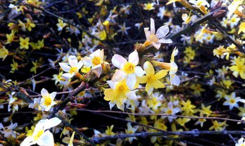 Flowers blossom in Qingdao