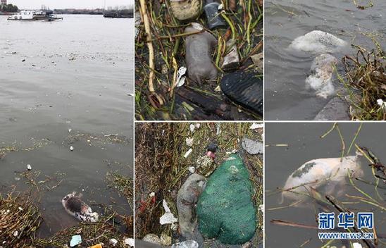  A combination photo shows many bloated dead pigs floating in Huangpu River in Shanghai.[File photo]