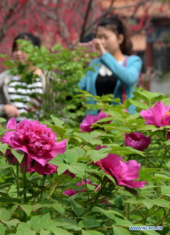 CHINA-HENAN-LUOYANG-PEONY FLOWERS (CN)