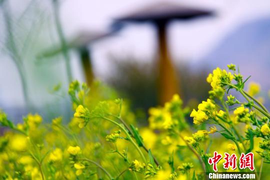 Flowers in full blossom in Zaozhuang