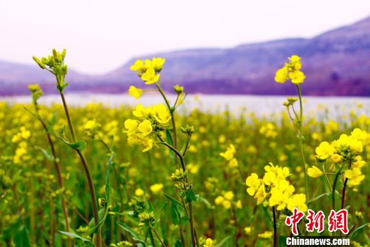 Flowers in full blossom in Zaozhuang