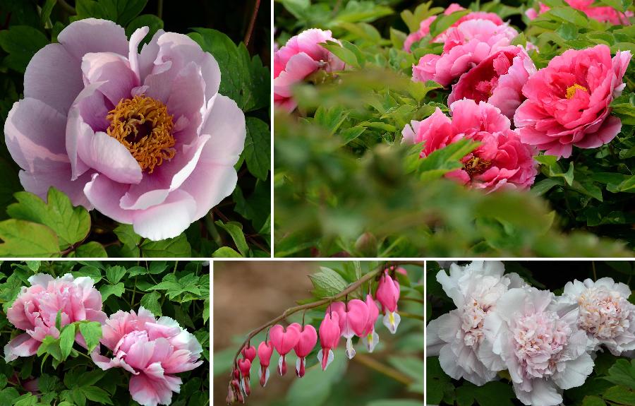 CHINA-HENAN-LUOYANG-QINGMING FESTIVAL-PEONY FLOWERS (CN) 