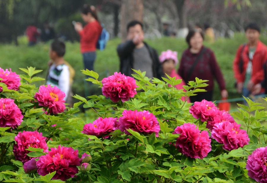 CHINA-HENAN-LUOYANG-QINGMING FESTIVAL-PEONY FLOWERS (CN) 