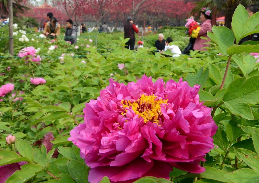 CHINA-HENAN-LUOYANG-QINGMING FESTIVAL-PEONY FLOWERS (CN) 