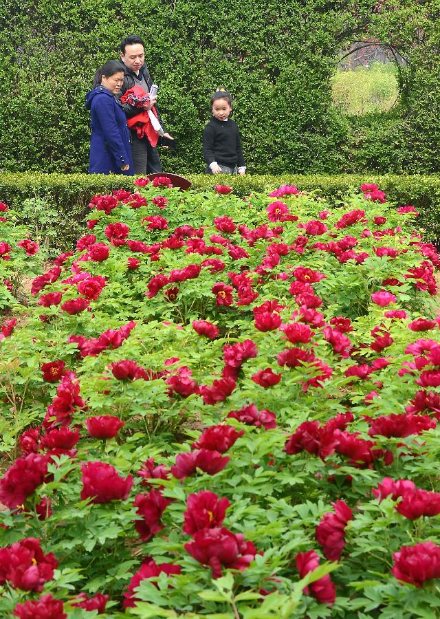 English Leran 英语学习 Visitors View Peony Flowers In China S Luoyang On Qingming Festival