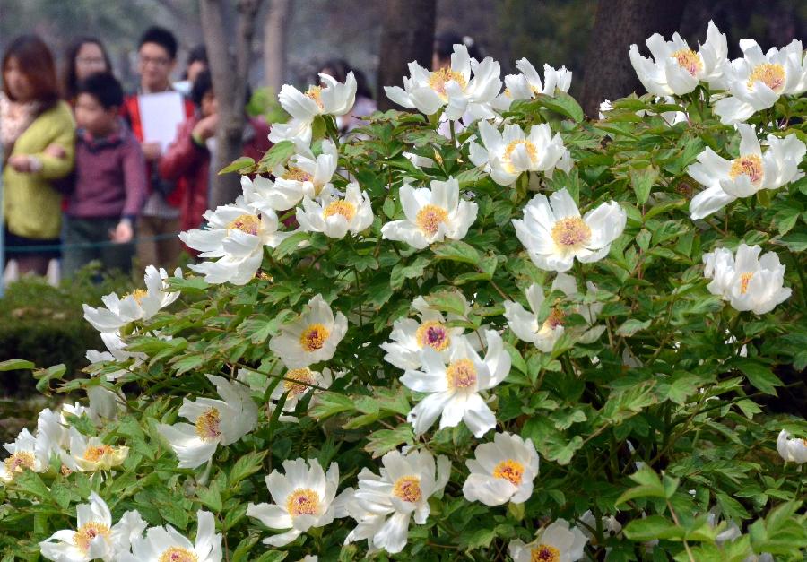 English Leran 英语学习 Visitors View Peony Flowers In China S Luoyang On Qingming Festival