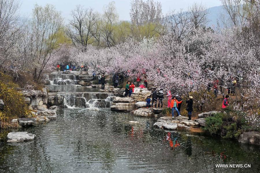 CHINA-BEIJING-QINGMING FESTIVAL-PEACH BLOSSOM (CN)