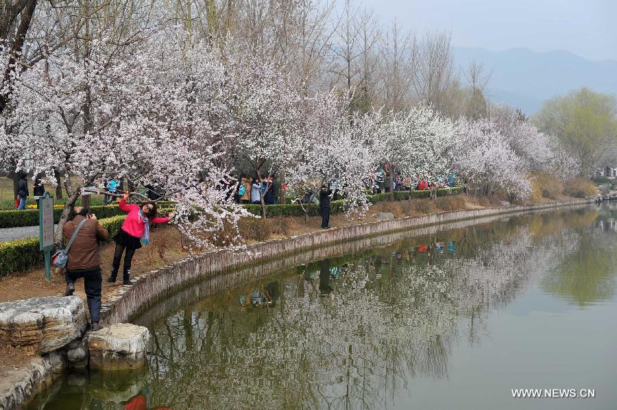 CHINA-BEIJING-QINGMING FESTIVAL-PEACH BLOSSOM (CN)